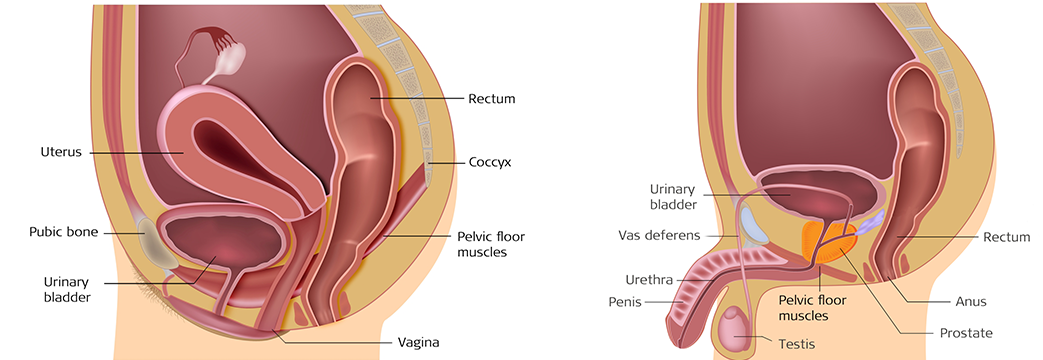 Causes Symptoms And Types Of Urinary Incontinence Stiwell