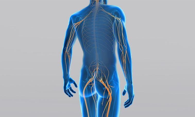 What is a peripheral plegia? What is a peripheral plegia?
